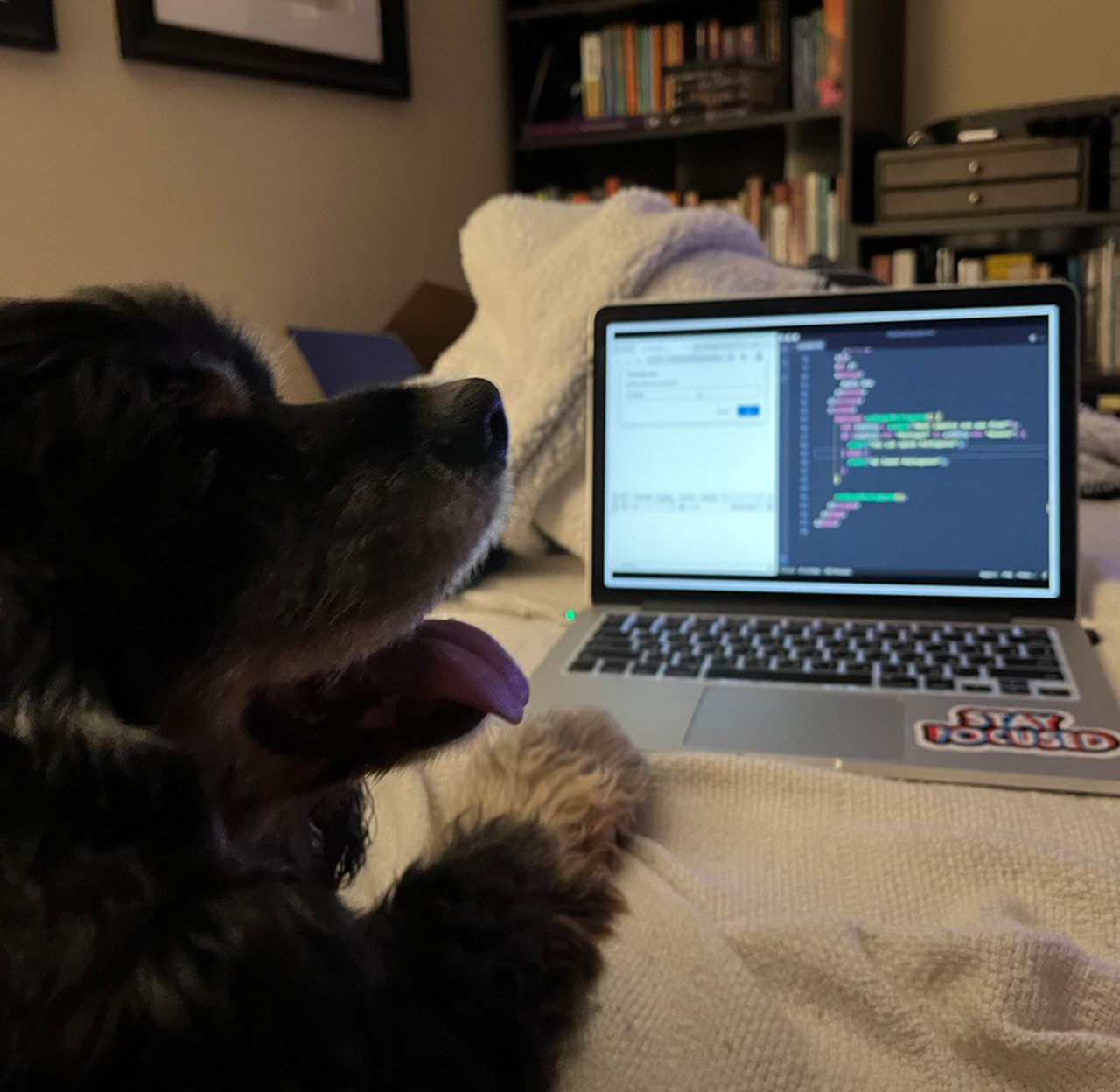Picture of computer and dog